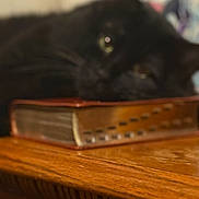 Mr Kitty is registered to the contest to win money with this photo: black_cat, cat, book, wooden_table, close_up, indoor, blurred, pet, animal, resting, feline, cozy, domestic_animal, sleepy, face, eyes, background_blur, soft_focus, fur, quiet