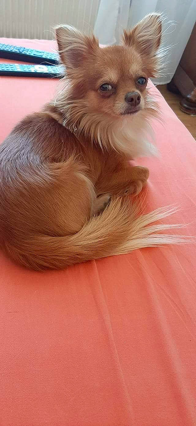 Ruby participe au concours pour gagner de l'argent avec cette photo : carnivore, companion_dog, corgi_chihuahua, dog, dog_breed, dog_supply, fawn, fur, german_spitz, liver, paw, small_terrier, snout, spitz, sporting_group, terrestrial_animal, toy_dog, volpino_italiano, whiskers, working_animal