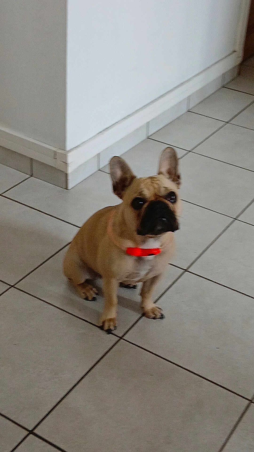 Ulysse participe au concours pour gagner de l'argent avec cette photo : dog, tan_dog, small_dog, orange_collar, tile_floor, indoor, pet, animal, ears, sitting, looking, wall, corner, floor, paw, cute, companion, domestic_animal, house, canine