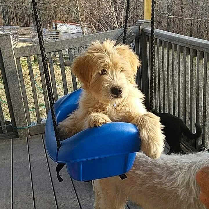 Shaggy