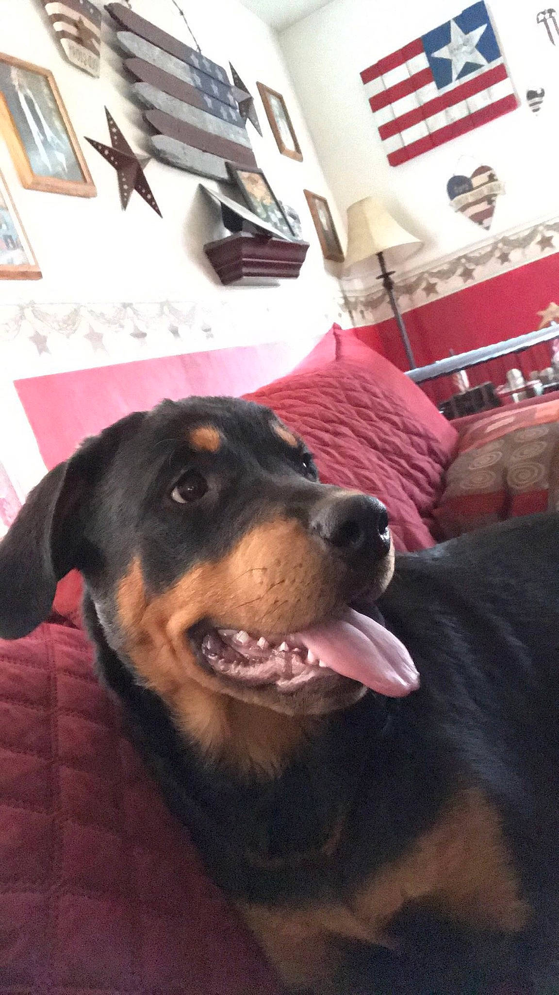 Layla is registered to the contest to win money with this photo: austrian_black_and_tan_hound, beauceron, canidae, carnivore, dog, dog_breed, guard_dog, hellenikos_ichnilatis, huntaway, mammal, nose, rottweiler, snout, vertebrate, working_dog