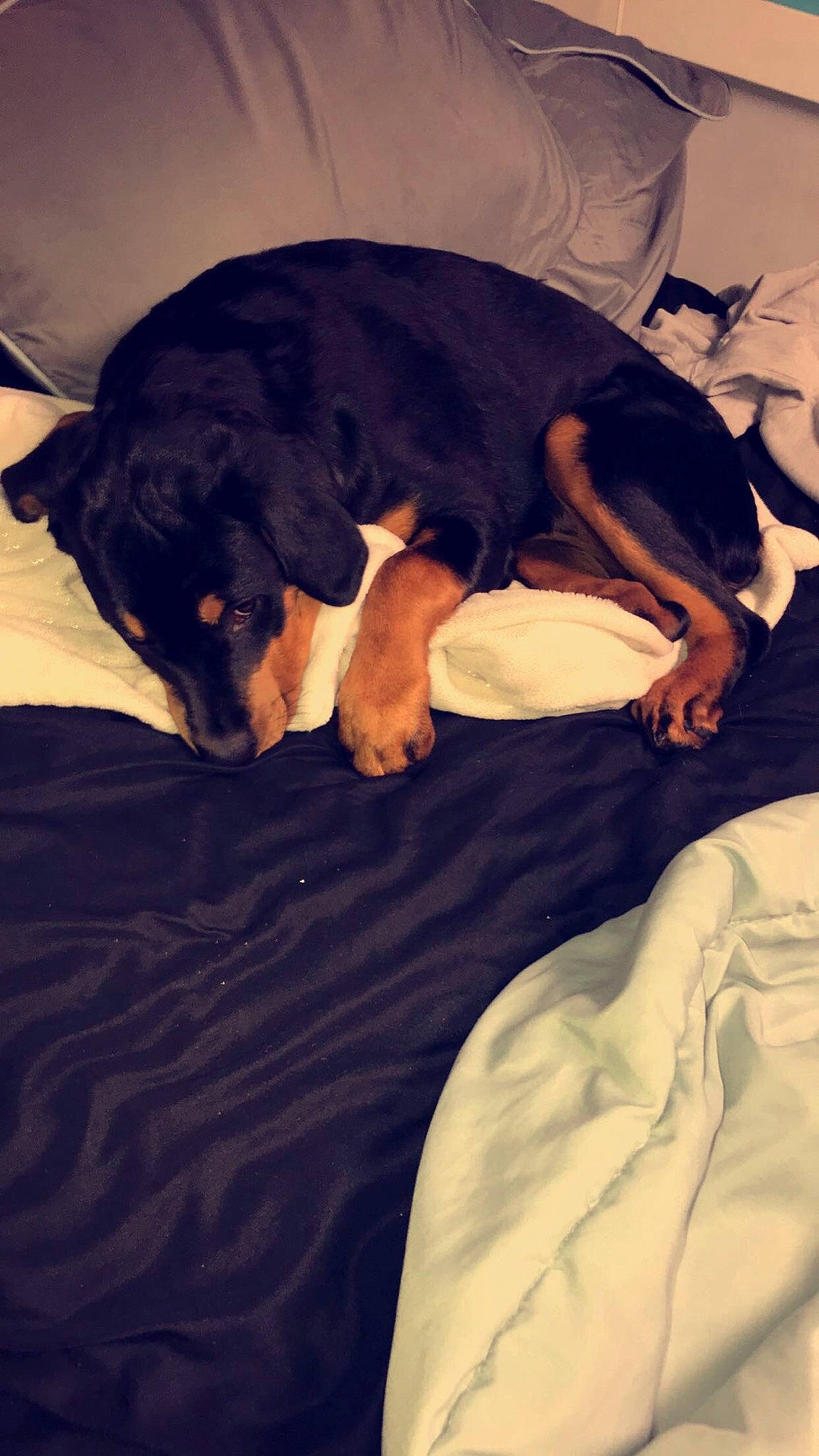 Layla is registered to the contest to win money with this photo: canidae, carnivore, companion_dog, dog, dog_breed, german_pinscher, guard_dog, huntaway, miniature_pinscher, puppy, puppy_love, rottweiler, sleep, smaland_hound, sporting_group