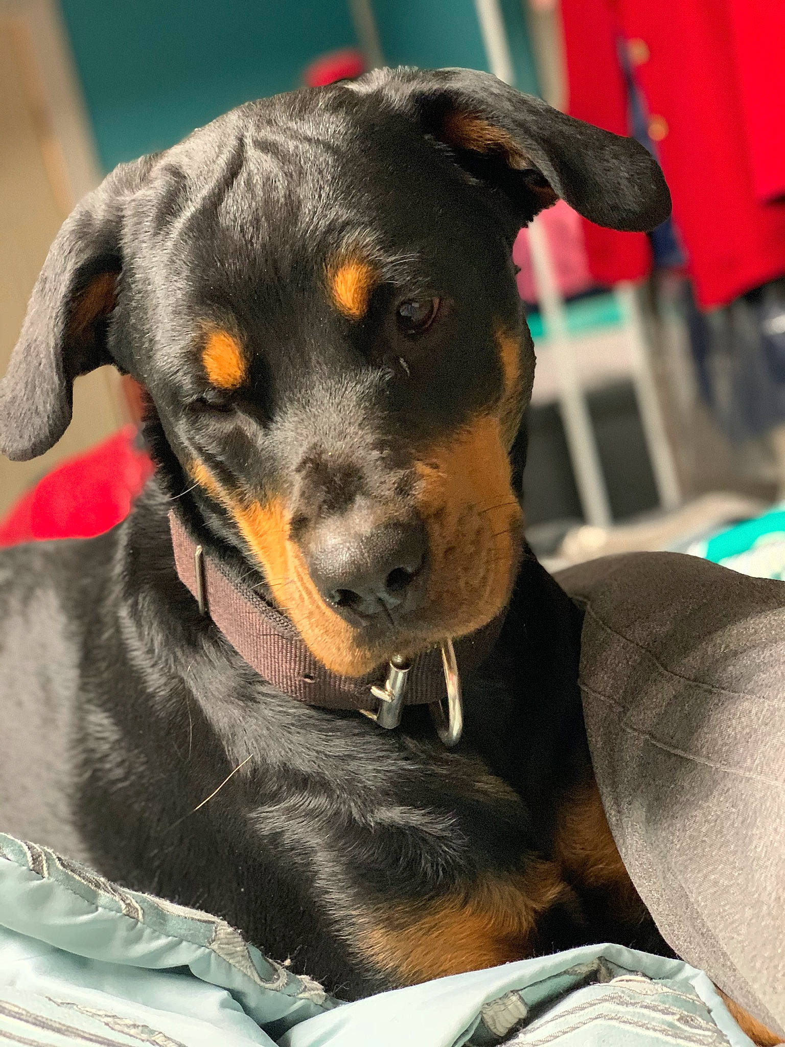 Layla joined the competition — help win amazing prizes! austrian_black_and_tan_hound, beauceron, black_and_tan_terrier, canidae, carnivore, dog, dog_breed, german_pinscher, huntaway, jagdterrier, mammal, manchester_terrier, miniature_pinscher, puppy, rare_breed_dog, rottweiler, snout, sporting_group, vertebrate, working_dog