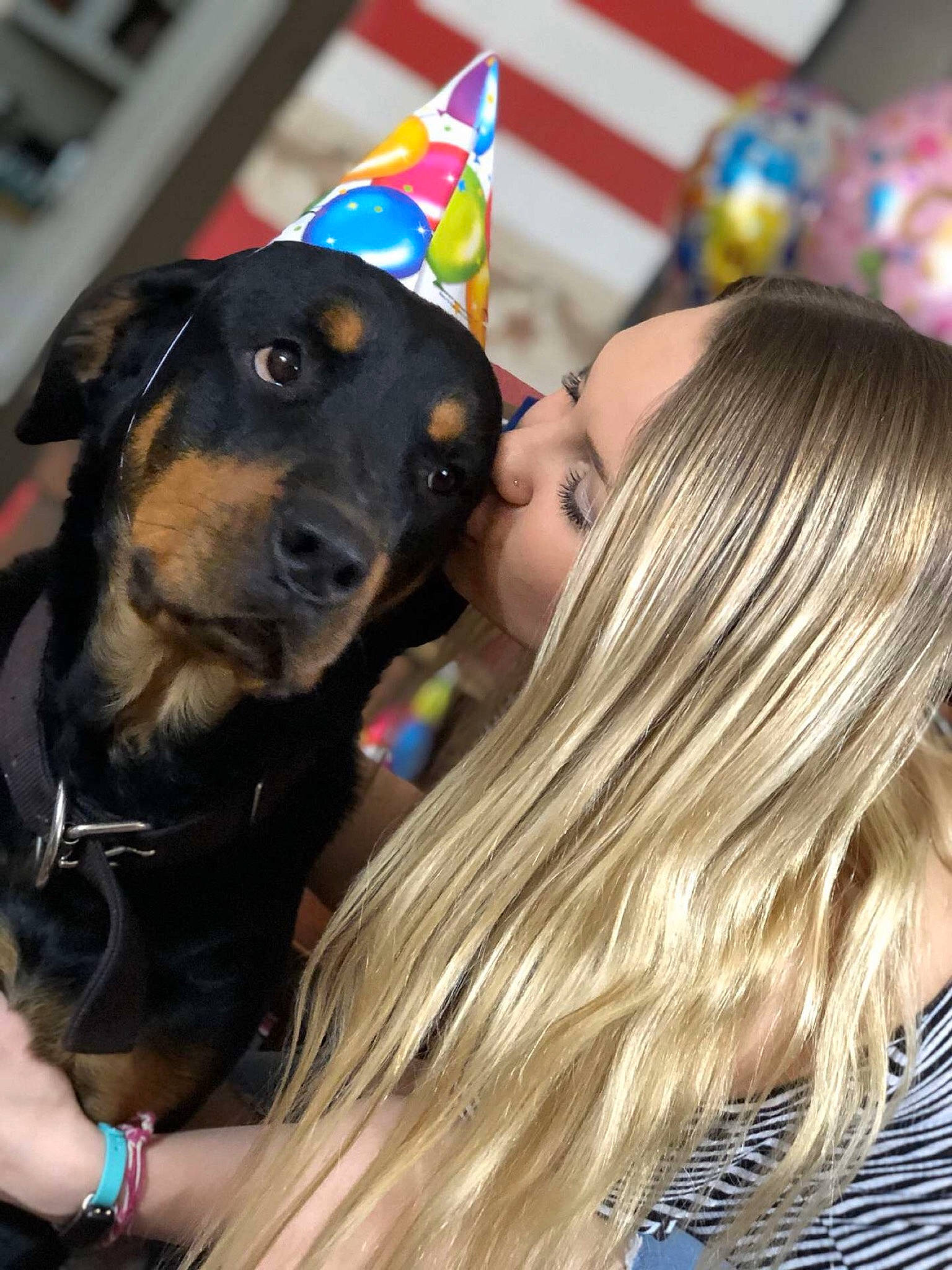 Layla joined the competition — help win amazing prizes! canidae, carnivore, companion_dog, dog, dog_breed, ear, fawn, snout, sporting_group