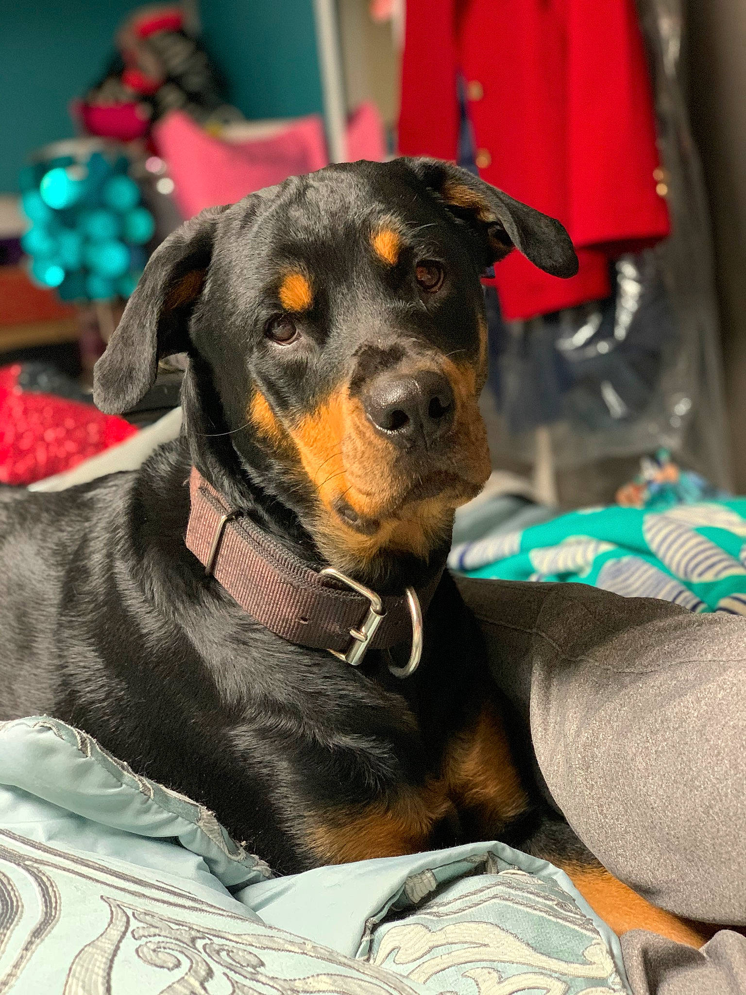 Layla is registered to the contest to win money with this photo: austrian_black_and_tan_hound, black_and_tan_terrier, canidae, carnivore, companion_dog, dog, dog_breed, fawn, german_pinscher, huntaway, mammal, miniature_pinscher, pinscher, puppy, rottweiler, snout, sporting_group, vertebrate, working_dog