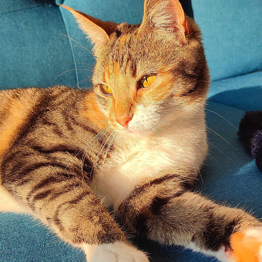 Yüna a rejoint le concours — aidez-le/la à gagner de superbes lots ! abyssinian, animal, architecture, armchair, building, cat, chair, couch, cushion, furniture, hardwood, homedecor, indoors, kitten, livingroom, manx, pet, room, siamese, wood