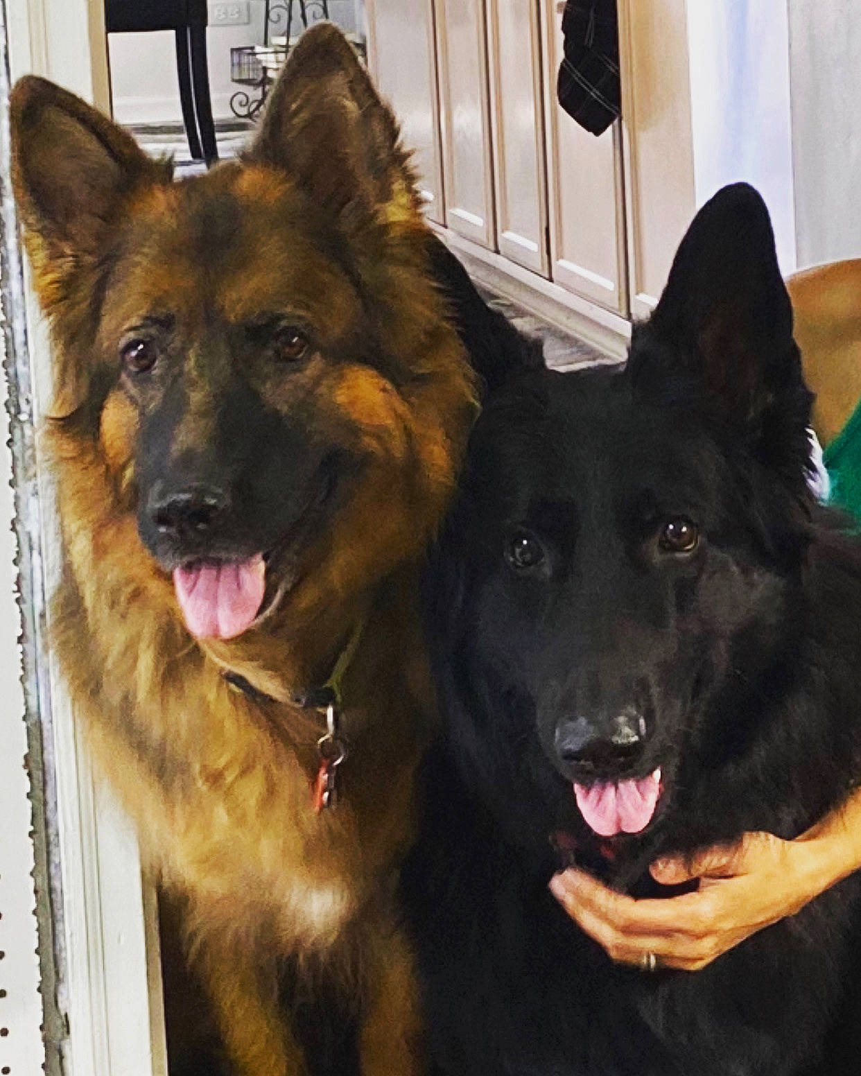 Samantaconstantine joined the competition — help win amazing prizes! belgian_shepherd, belgian_shepherd_malinois, bohemian_shepherd, canidae, carnivore, dog, dog_breed, east_european_shepherd, german_shepherd_dog, king_shepherd, kunming_wolfdog, mammal, old_german_shepherd_dog, police_dog, rare_breed_dog, shiloh_shepherd_dog, tervuren, vertebrate