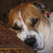 Ringo joined the competition — help win amazing prizes! animal, brown, canine, close_up, collar, comfort, cushion, dog, ears, face, fur, home, indoor, pet, portrait, relaxed, resting, sleepy, snout, white