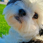 Ozzie joined the competition — help win amazing prizes! dog, close_up, fluffy, white_fur, black_fur, outdoor, green_grass, water, sky, curious, pet, animal, nature, portrait, face, nose, eye, fur_texture, daylight, cute