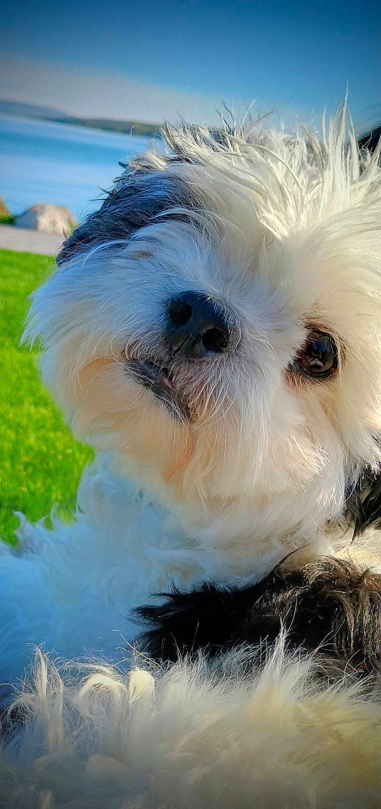Ozzie joined the competition — help win amazing prizes! dog, close_up, fluffy, white_fur, black_fur, outdoor, green_grass, water, sky, curious, pet, animal, nature, portrait, face, nose, eye, fur_texture, daylight, cute