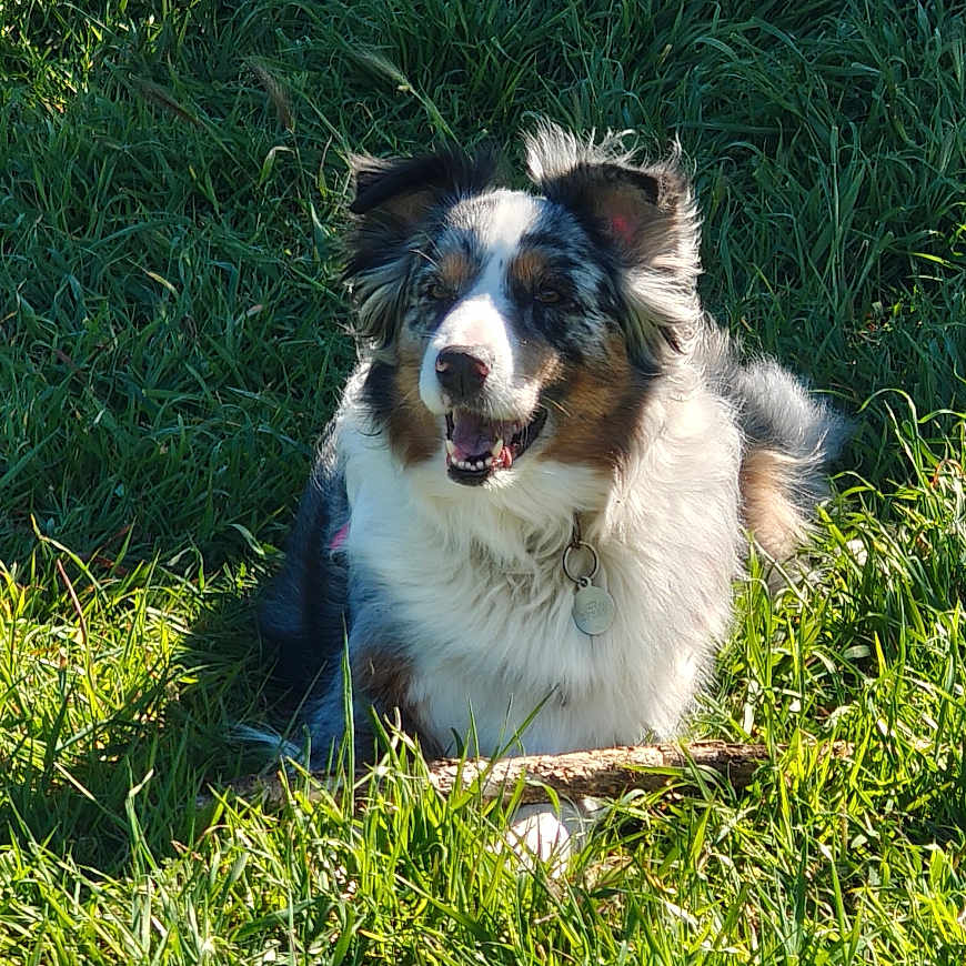 Lanka a rejoint le concours — aidez-le/la à gagner de superbes lots ! dog, grass, outdoor, sunlight, nature, happy, pet, canine, greenery, playful, fur, animal, tree, shade, summer, resting, tongue, collar, stick, leaf