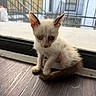kitten, cat, blue_eyes, ears, fur, scruffy, wooden_floor, glass_door, window, indoor, curious, young, pet, animal, closeup, sitting, small, building, stairs, daylight