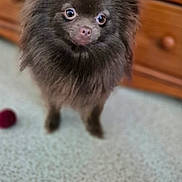 Victoire a rejoint le concours — aidez-le/la à gagner de superbes lots ! animal, blurred_background, brown, companion, curious, cute, dog, domestic, eyes, floor, fluffy, fur, furniture, household, indoor, looking, pet, small_dog, standing, wooden_dresser