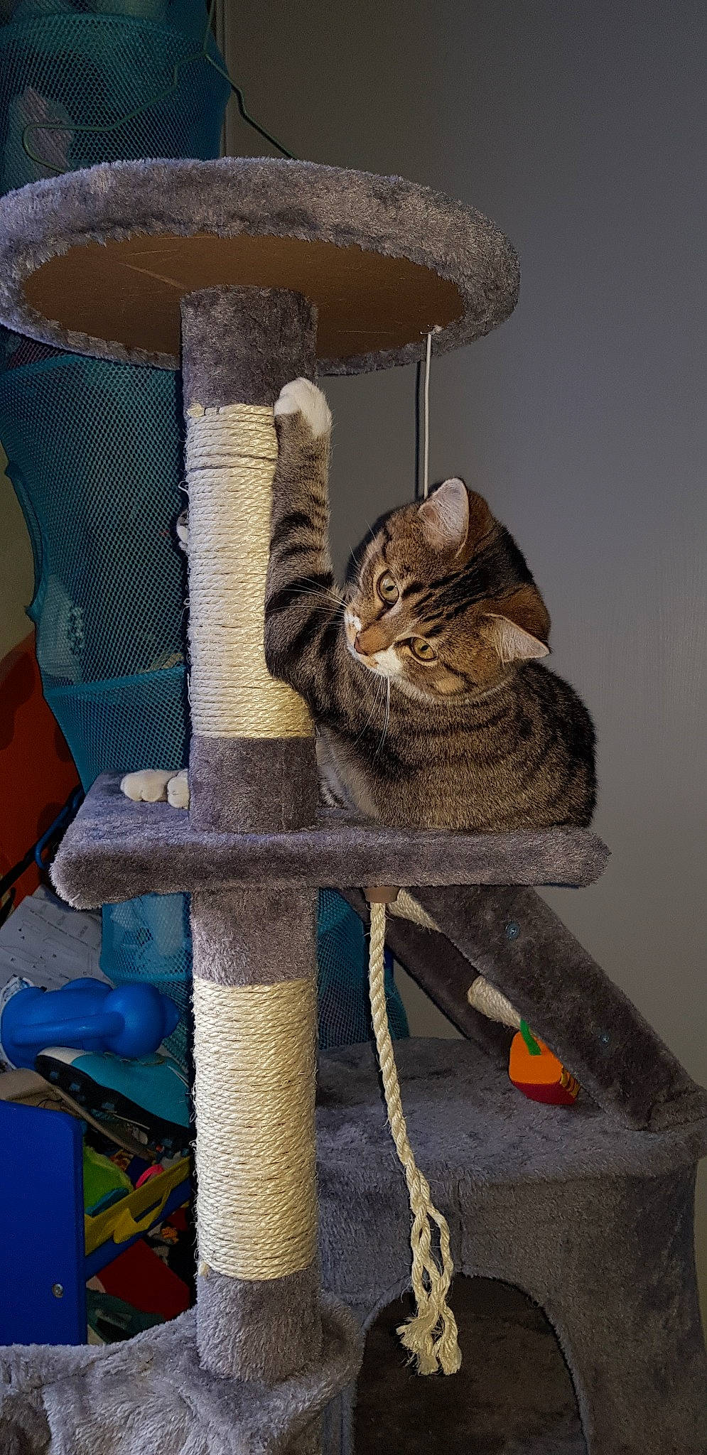 Pitchou participe au concours pour gagner de l'argent avec cette photo : american_shorthair, asian, carnivore, cat, cat_furniture, domestic_short_haired_cat, dragon_li, european_shorthair, felidae, kitten, ocicat, pixie_bob, small_to_medium_sized_cats, tabby_cat, whiskers