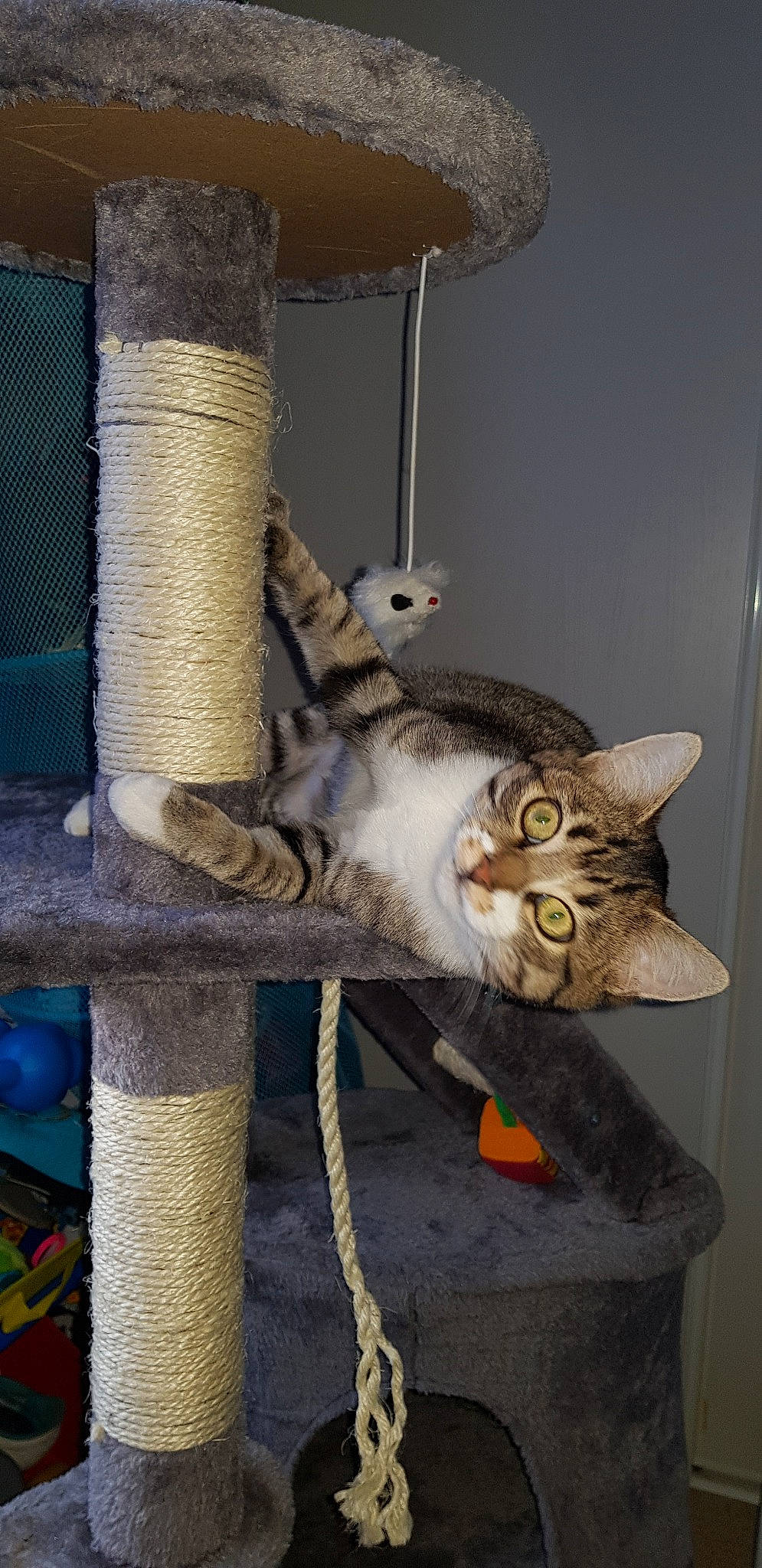 Pitchou a rejoint le concours — aidez-le/la à gagner de superbes lots ! animal_shelter, carnivore, cat, cat_furniture, domestic_short_haired_cat, european_shorthair, felidae, kitten, russian_blue, small_to_medium_sized_cats, tabby_cat, whiskers