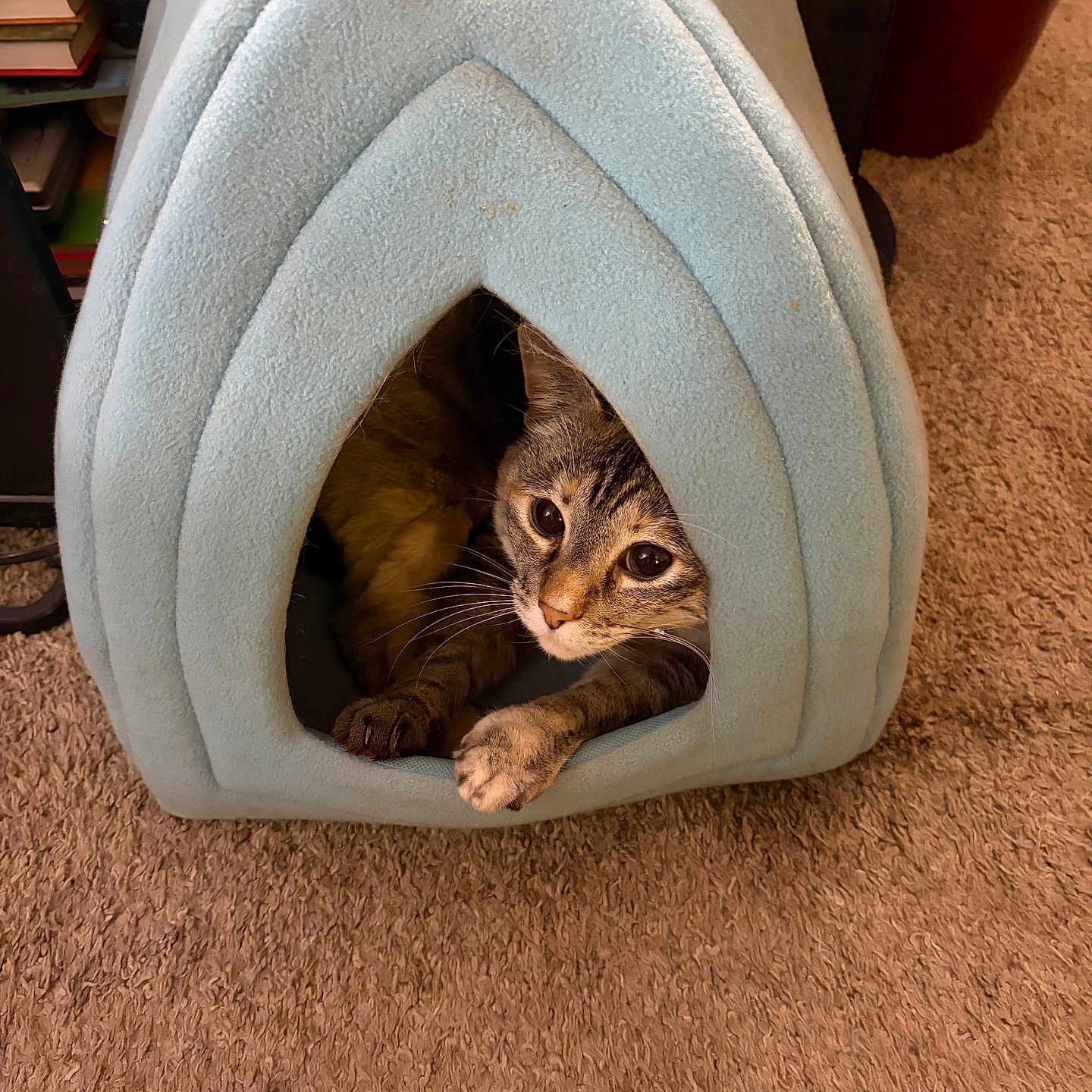 Sassey is registered to the contest to win money with this photo: animal, blue, books, carpet, cat, cozy, curious, cute, feline, furniture, home, indoor, paw, pet, pet_tent, relaxed, resting, soft, tabby, tent