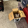 Sassey joined the competition — help win amazing prizes! box, brown_cat, cardboard_box, carpet, cat, chair, couch, cozy, curious, feline, floor, furniture, home, household_items, indoor, looking_up, packaging, pet, room, wide_eyes