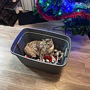 Sassey is registered to the contest to win money with this photo: animal, bin, blanket, cat, christmas_lights, christmas_tree, colorful_lights, container, cozy, decorations, feline, festive, holiday, home, indoor, pet, relaxed, scratching_post, tinsel, wooden_floor