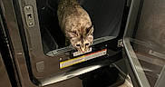 Sassey is registered to the contest to win money with this photo: appliance_door, brown_cat, cat, curious, domestic, dryer, exploring, feline, flooring, home, household_appliance, indoor, laundry_room, metal_surface, open_door, pet, reflection, shoes, small_animal, wood_floor