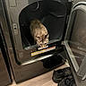 appliance_door, brown_cat, cat, curious, domestic, dryer, exploring, feline, flooring, home, household_appliance, indoor, laundry_room, metal_surface, open_door, pet, reflection, shoes, small_animal, wood_floor