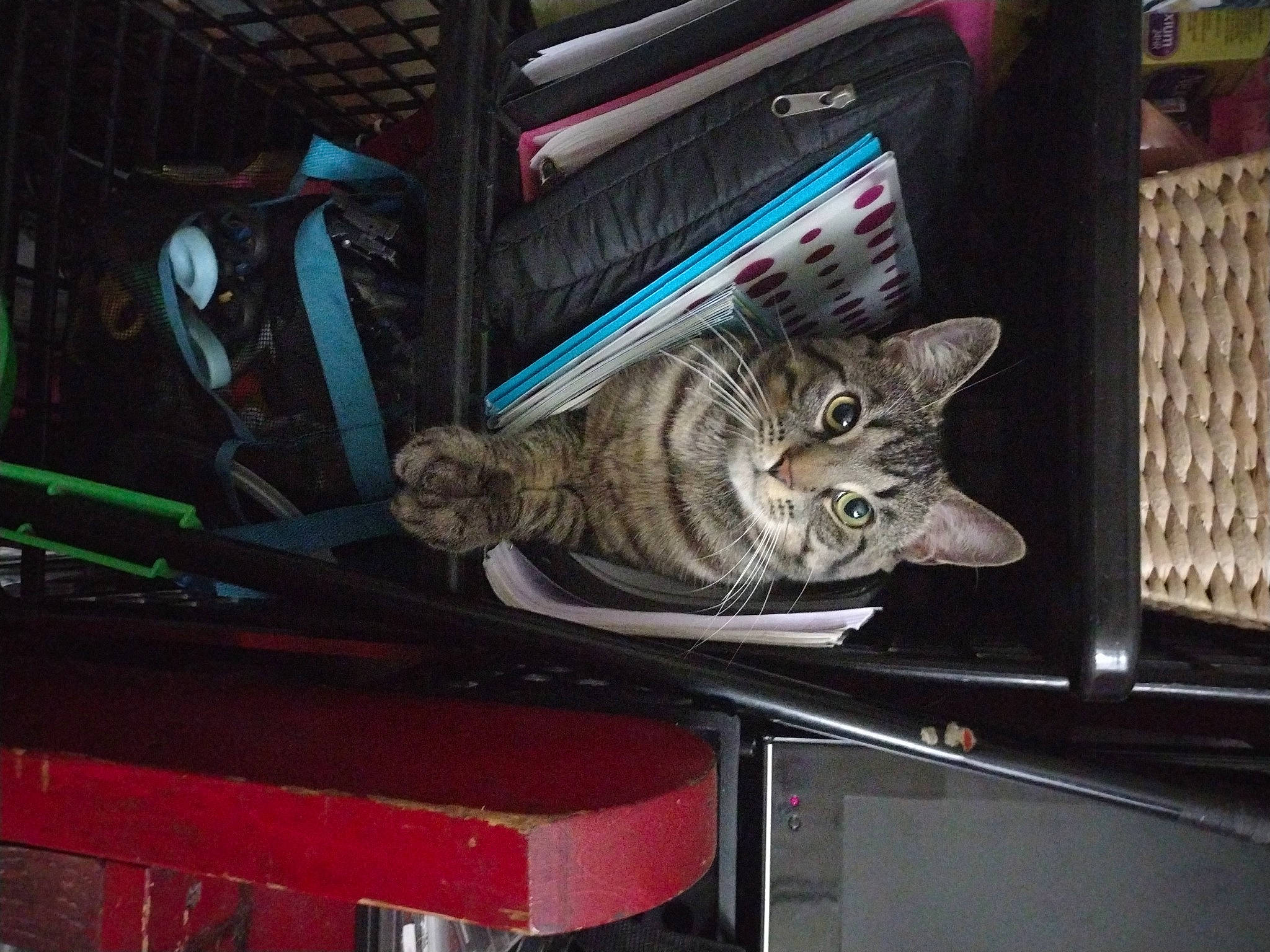 Max is registered to the contest to win money with this photo: auto_part, automotive_exterior, automotive_lighting, automotive_tire, carnivore, cat, domestic_short_haired_cat, electrical_wiring, felidae, fender, fur, motor_vehicle, small_to_medium_sized_cats, tail, tire, vehicle, vehicle_door, whiskers, windshield, wood