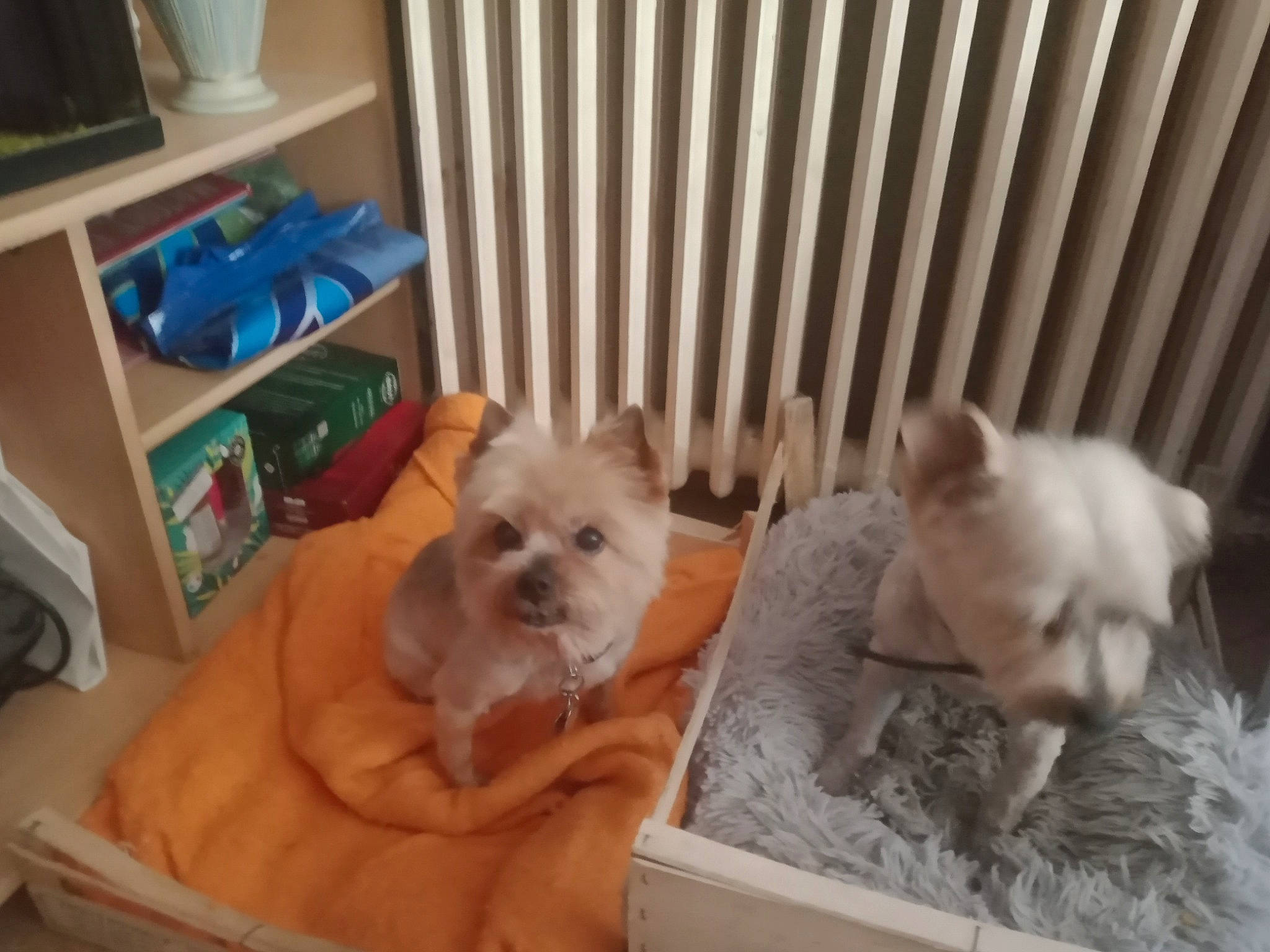 Francesca participe au concours pour gagner de l'argent avec cette photo : canidae, carnivore, comfort, companion_dog, couch, dog, dog_breed, fawn, felidae, fur, maltepoo, nap, pet_supply, room, snout, sporting_group, terrestrial_animal, toy_dog, whiskers, working_animal