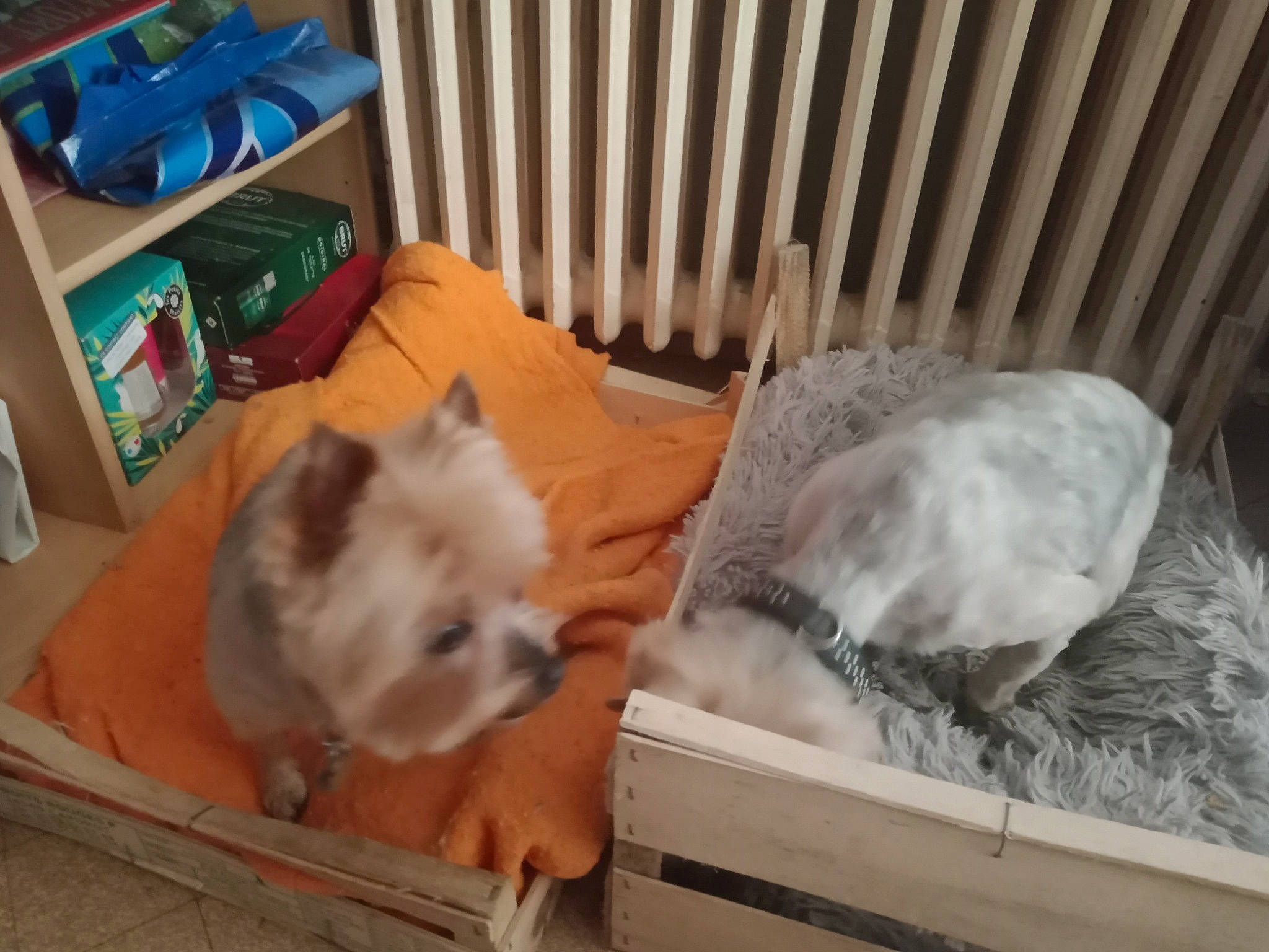 Francesca a rejoint le concours — aidez-le/la à gagner de superbes lots ! box, canidae, carnivore, companion_dog, couch, dog, dog_breed, dog_supply, fawn, felidae, fur, mammal, shelf, small_terrier, small_to_medium_sized_cats, sporting_group, terrier, toy_dog, whiskers, working_animal