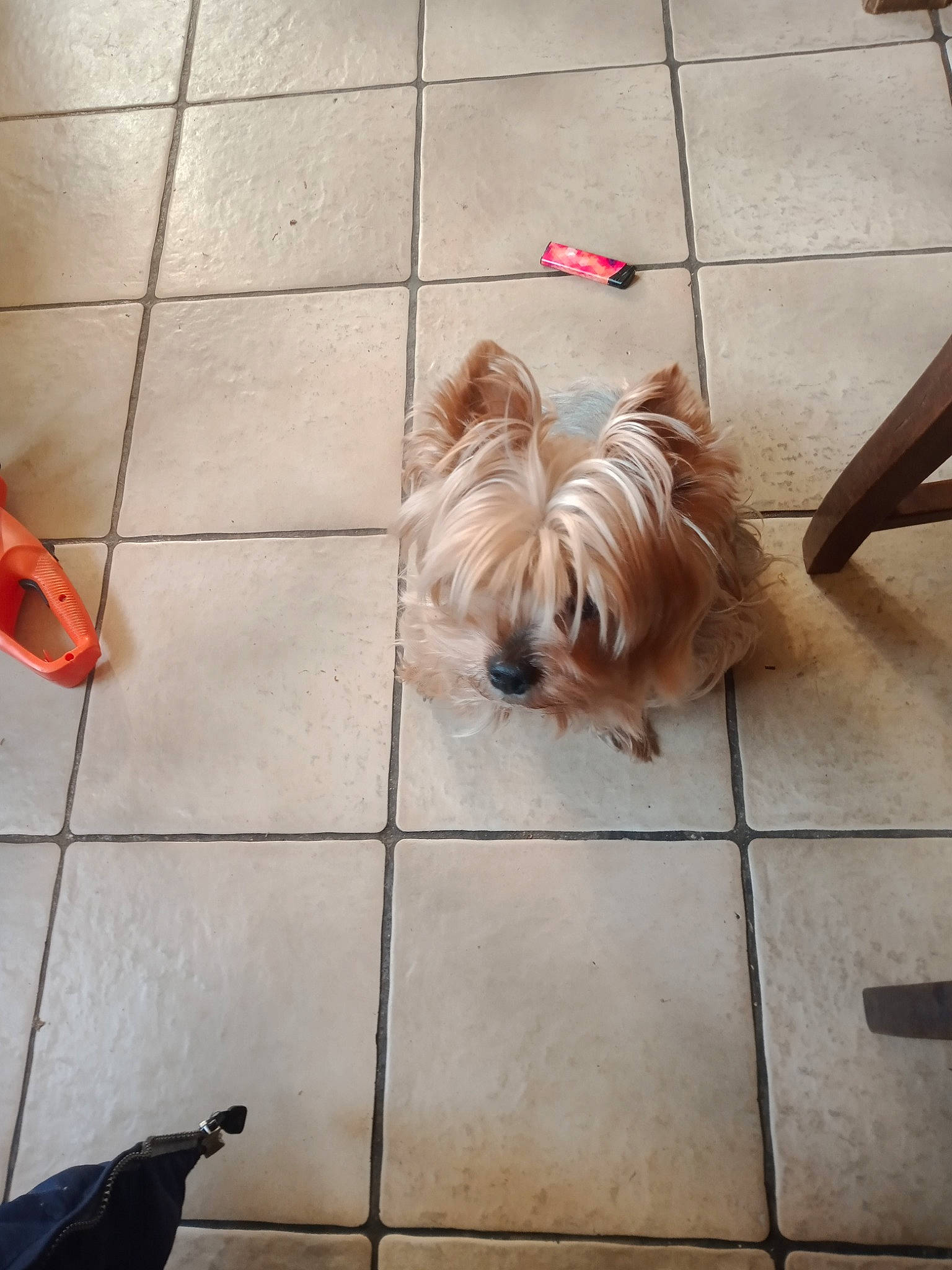 Francesca participe au concours pour gagner de l'argent avec cette photo : asphalt, carnivore, companion_dog, dog, dog_breed, dog_supply, fawn, floor, flooring, hardwood, human_leg, liver, mammal, road_surface, shih_tzu, sidewalk, snout, toy_dog, vertebrate, wood