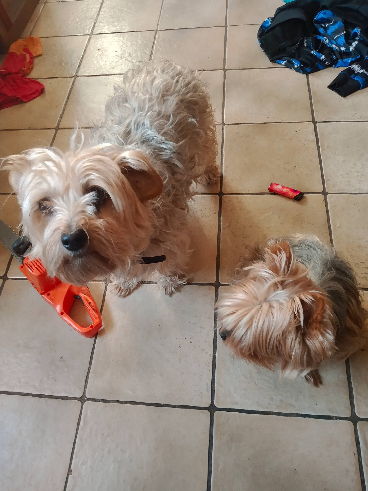 Francesca a rejoint le concours — aidez-le/la à gagner de superbes lots ! canidae, carnivore, collar, companion_dog, dog, dog_breed, dog_collar, dog_supply, flooring, fur, liver, maltepoo, pet_supply, shih_tzu, small_terrier, snout, sporting_group, terrier, toy_dog, working_animal