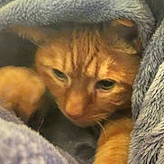 Pumpkin is registered to the contest to win money with this photo: animal, blanket, cat, closeup, comfort, cozy, cute, domestic_cat, feline, fur, indoor, orange_cat, paw, pet, relaxed, resting, sleepy, snuggling, soft_texture, warm
