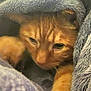 animal, blanket, cat, closeup, comfort, cozy, cute, domestic_cat, feline, fur, indoor, orange_cat, paw, pet, relaxed, resting, sleepy, snuggling, soft_texture, warm