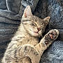 kitten, cat, sleeping, paw, furry, striped, blanket, cozy, cute, pet, animal, relaxed, soft, domestic_cat, whiskers, fur, resting, closeup, indoor, comfort