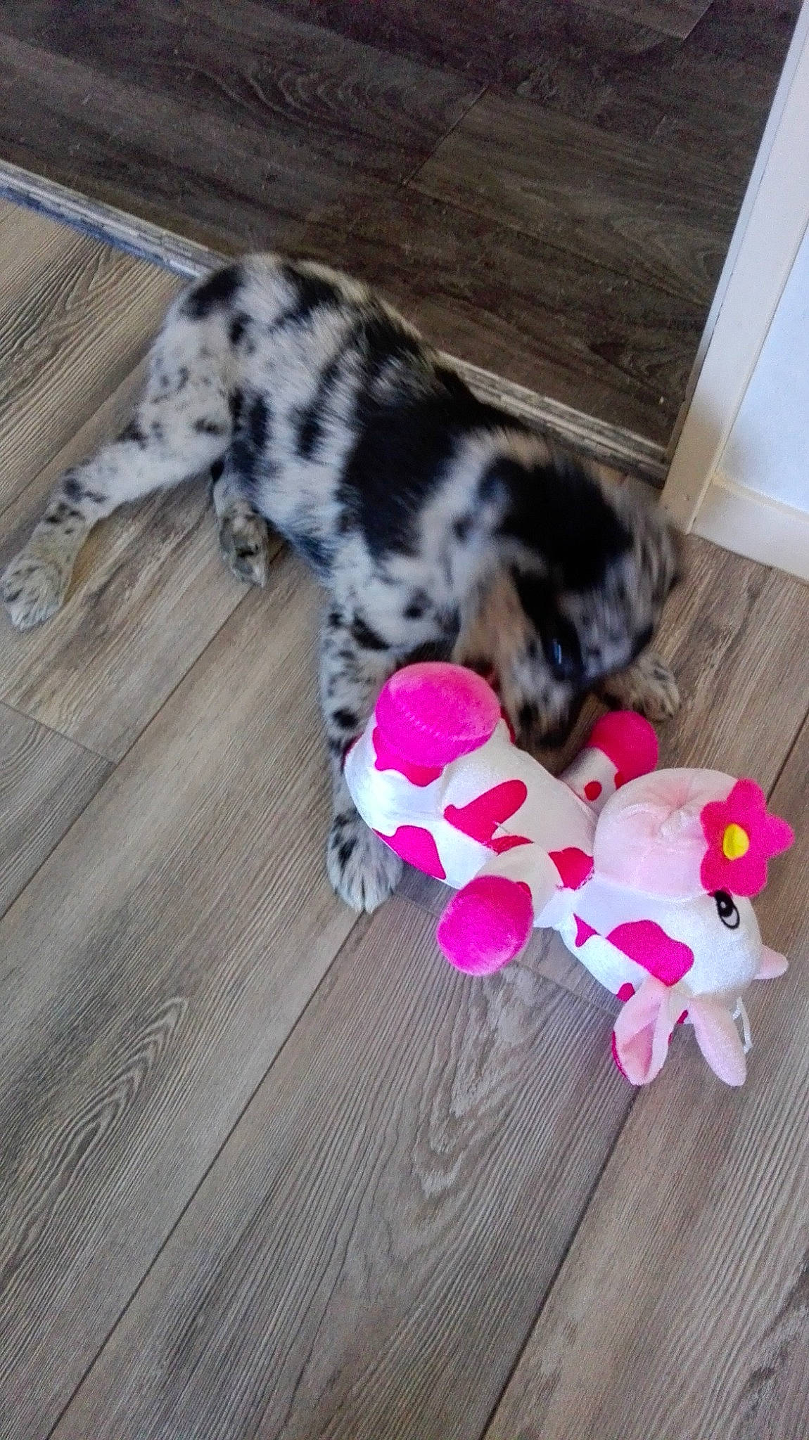 Comète a rejoint le concours — aidez-le/la à gagner de superbes lots ! canidae, carnivore, dog, dog_breed, dog_toy, fawn, great_dane, non_sporting_group, pink, puppy, sporting_group, tail