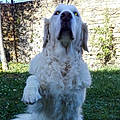 Petit Loup