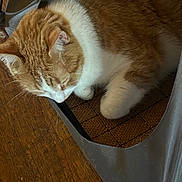 Canelo is registered to the contest to win money with this photo: cat, orange_cat, white_cat, sleeping, sleepy, pet, animal, furry, whiskers, paws, face, indoors, pet_tunnel, fabric, cozy, wooden_floor, relaxed, resting, closeup, tabby