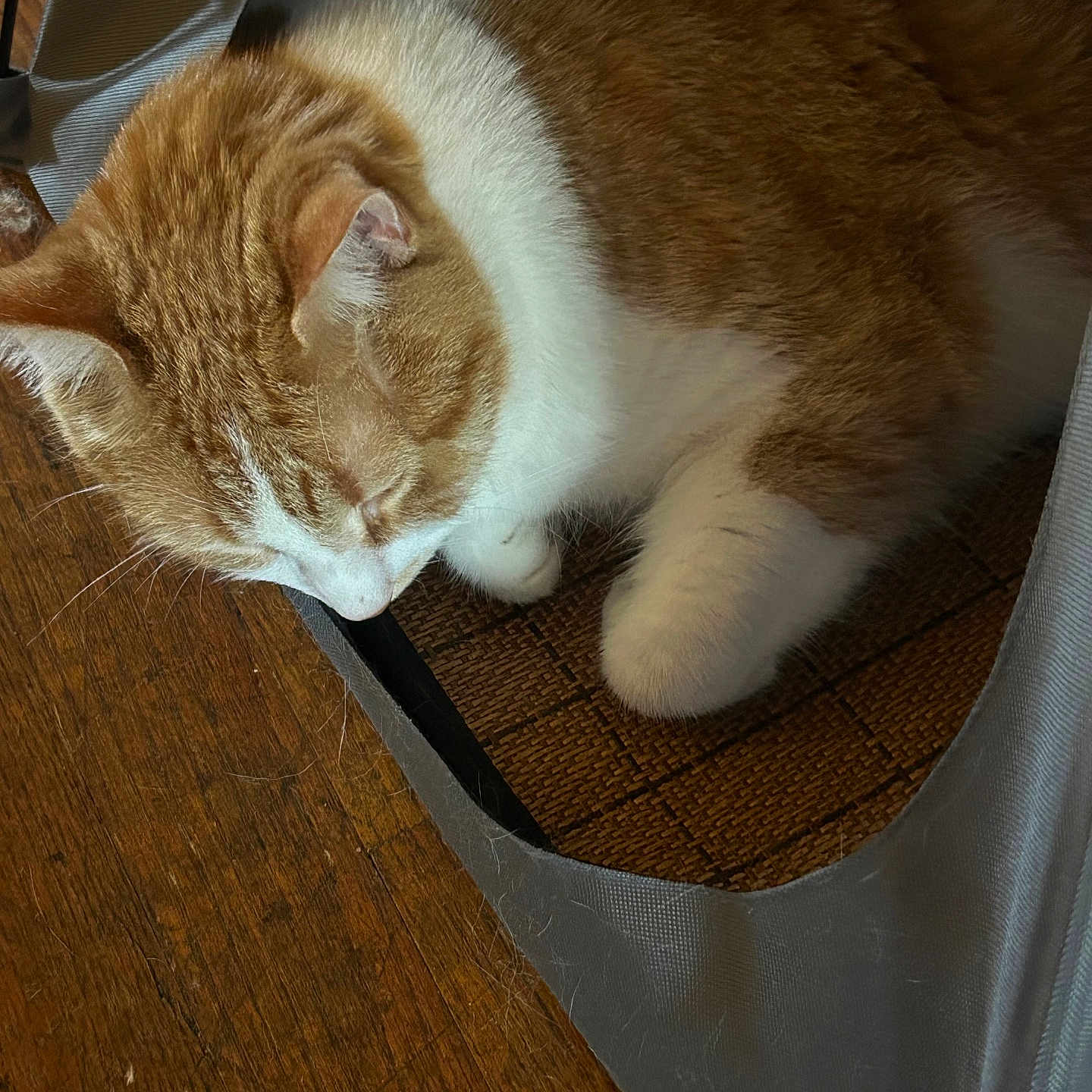 Canelo