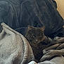 Axel is registered to the contest to win money with this photo: cat, gray_cat, blanket, cozy, soft_texture, indoor, pet, feline, resting, comfort, fur, relaxed, pile_of_blankets, home, animal, cute, sleepy, warm, hidden, nestled