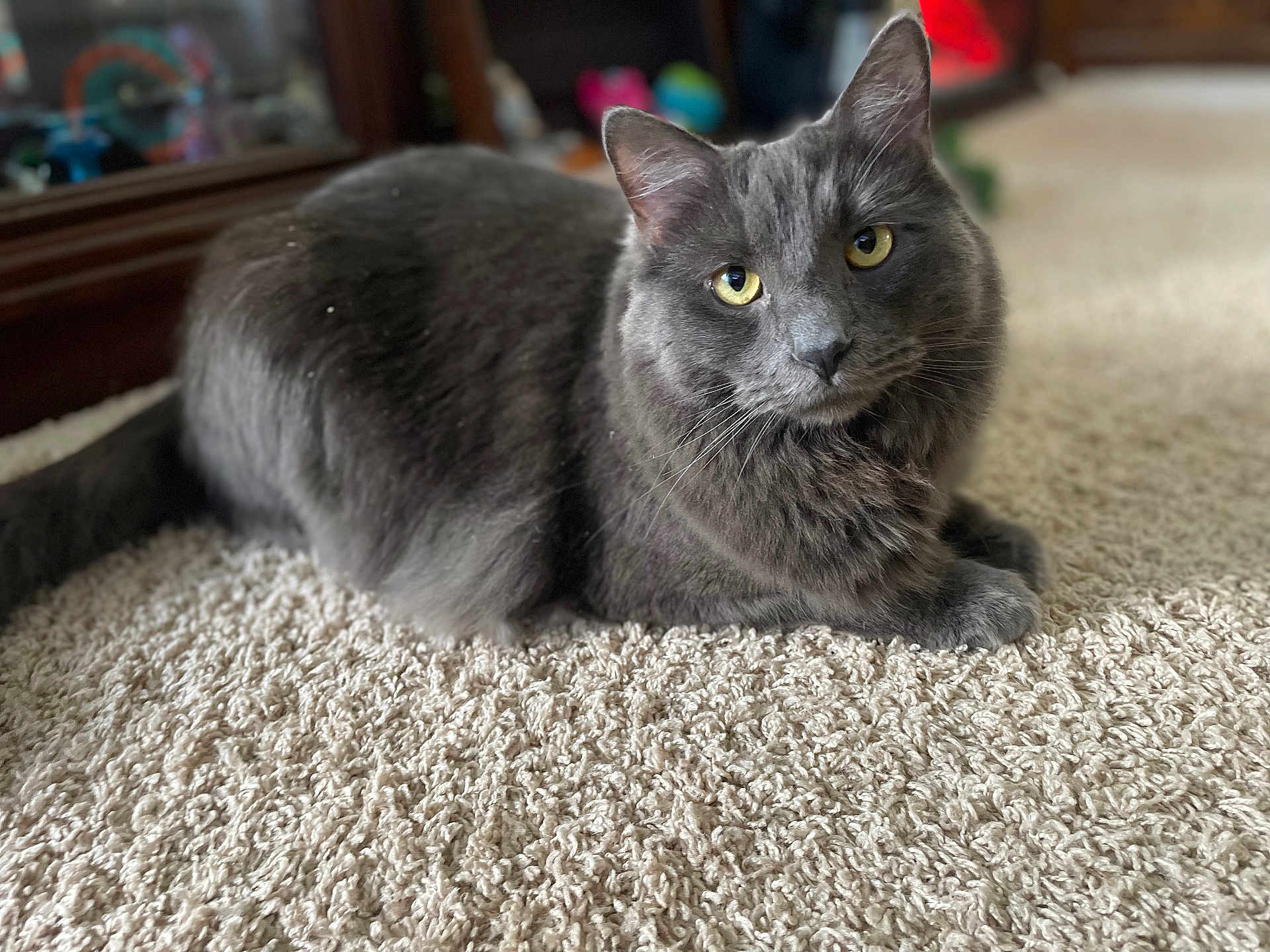 Axel is registered to the contest to win money with this photo: cat, gray_cat, pet, indoor, carpet, fur, yellow_eyes, animal, mammal, feline, cute, relaxed, portrait, whiskers, soft, texture, domestic, close_up, laying, curious