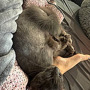 Axel is registered to the contest to win money with this photo: cat, gray_cat, sleeping, cozy, blanket, bed, leg, fur, pet, indoor, resting, cute, whiskers, tail, paw, relaxation, soft, comfort, feline, nap