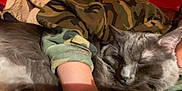 Axel is registered to the contest to win money with this photo: cat, gray_cat, sleeping, close_up, camouflage, jacket, arm, cozy, indoor, pet, feline, fur, whiskers, resting, comfort, nap, domestic, animal, soft_light, warm