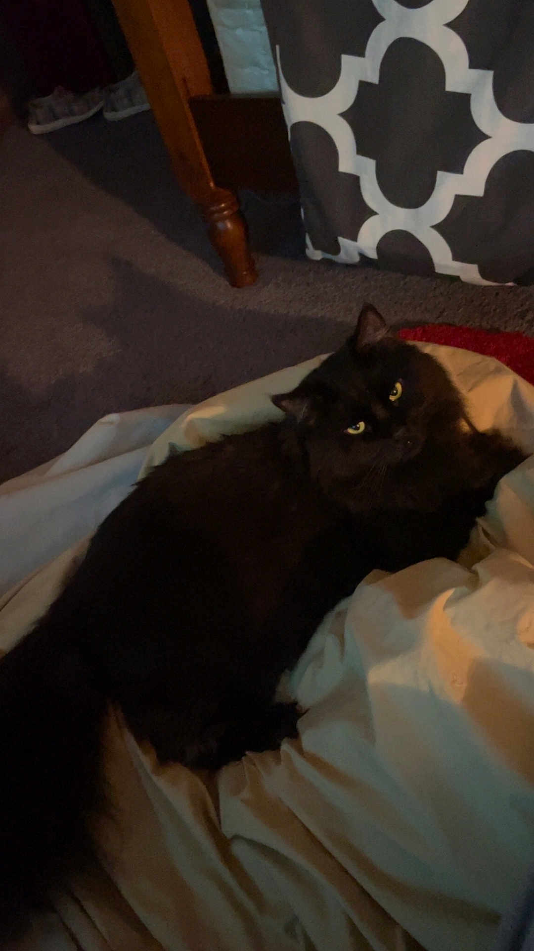 Nitro joined the competition — help win amazing prizes! black_cat, cat, pet, indoor, blanket, fur, animal, resting, feline, carpet, curious_eyes, cozy, home, domestic_animal, quiet, soft_texture, relaxed, long_tail, furniture, dim_lighting