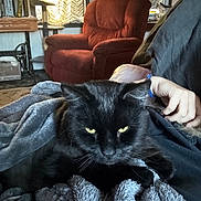 Nitro is registered to the contest to win money with this photo: black_cat, cat, pet, animal, blanket, cozy, indoor, furniture, armchair, curtains, person, hand, bracelet, relaxing, home, window, soft_texture, yellow_eyes, resting, warm_lighting