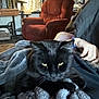 black_cat, cat, pet, animal, blanket, cozy, indoor, furniture, armchair, curtains, person, hand, bracelet, relaxing, home, window, soft_texture, yellow_eyes, resting, warm_lighting