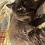 Nitro joined the competition — help win amazing prizes! cat, black_cat, pet, animal, feline, whiskers, fur, quilt, blanket, indoor, resting, cute, domestic_animal, looking_at_camera, patchwork, cozy, soft, relaxed, mammal, sleepy