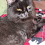 cat, black_cat, animal, pet, feline, fluffy, yellow_eyes, blanket, plaid, red, black, white, cozy, indoor, resting, fur, closeup, relaxed, domestic_animal, cute