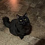 Nitro is registered to the contest to win money with this photo: black_cat, cat, pet, indoor, floor, carpet, tile_floor, yellow_eyes, fluffy, feline, animal, domestic_animal, home_interior, couch, pet_bowls, warm_lighting, shadow, curious, sitting, looking_up