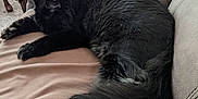 Nitro joined the competition — help win amazing prizes! cat, black_cat, sleeping, couch, cushion, indoor, pet, furniture, home_decor, doily, jar, candy, relaxation, cozy, tail, fur, resting, domestic_animal, living_room, quiet