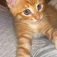 Simba is registered to the contest to win money with this photo: adorable, animal, blue_eyes, cat, close_up, curious, cute, feline, fur, grey_background, indoor, kitten, orange_tabby, paw, pet, resting, small, soft_texture, whiskers, young