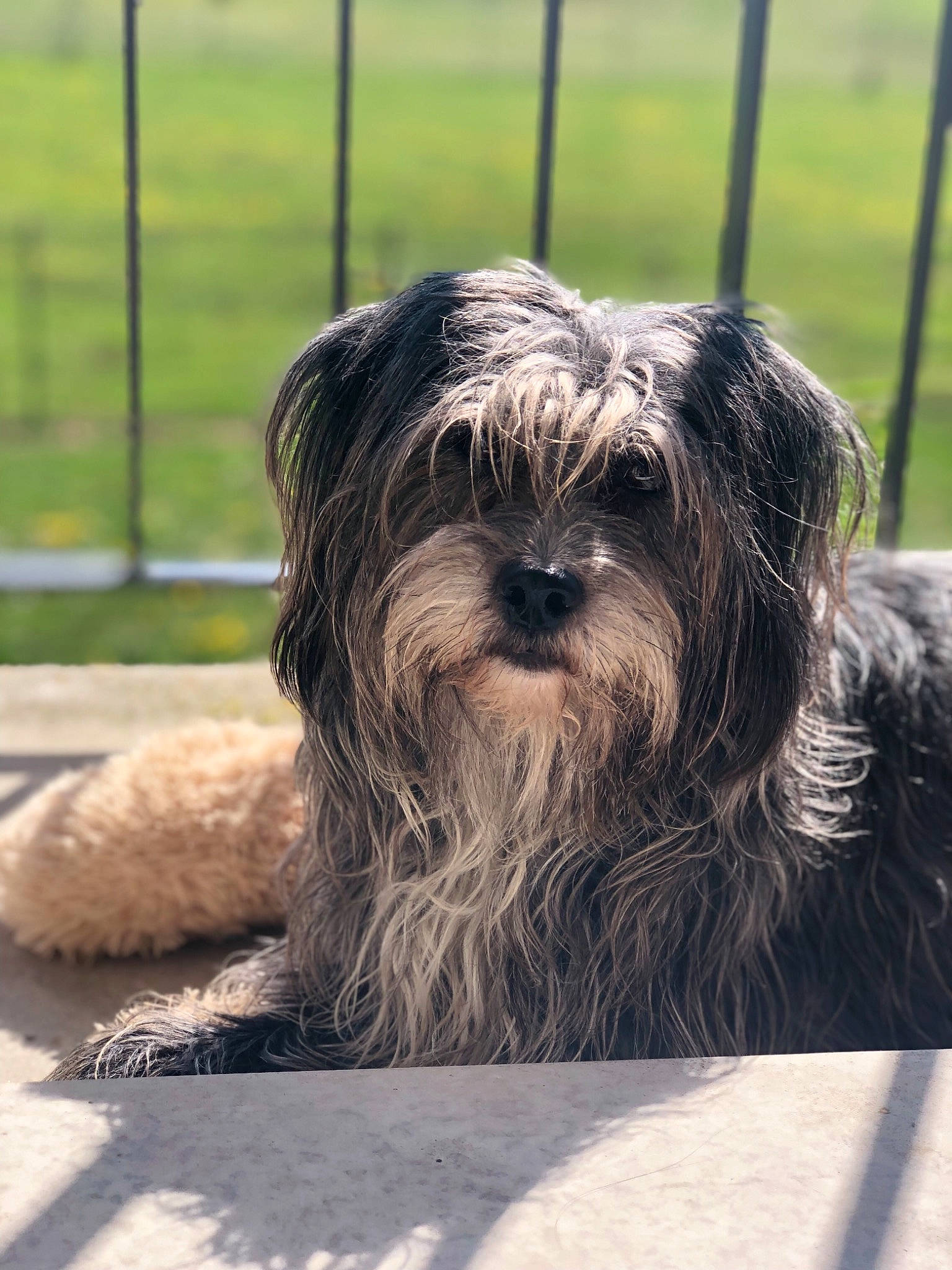 Luna a rejoint le concours — aidez-le/la à gagner de superbes lots ! affenpinscher, canidae, cao_da_serra_de_aires, carnivore, catalan_sheepdog, dog, dog_breed, glen_of_imaal_terrier, kyi_leo, lhasa_apso, lowchen, mammal, polish_lowland_sheepdog, sapsali, skye_terrier, snout, sporting_group, terrier, tibetan_terrier, vertebrate