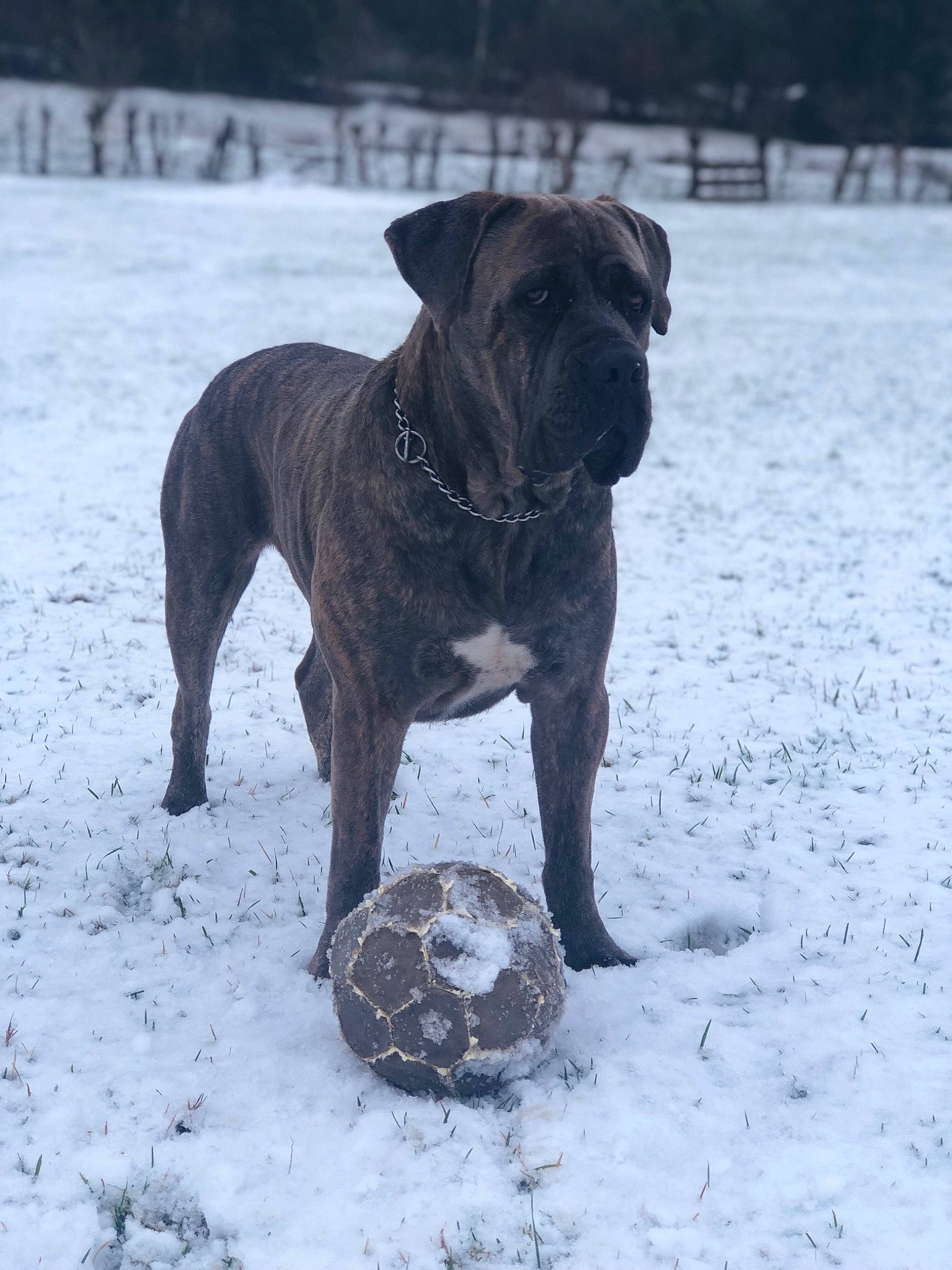 Marvel a rejoint le concours — aidez-le/la à gagner de superbes lots ! alaunt, boerboel, bullmastiff, cane_corso, canidae, carnivore, dog, dog_breed, guard_dog, mammal, molosser, olde_english_bulldogge, perro_de_presa_canario, perro_de_presa_mallorquin, rare_breed_dog, renascence_bulldogge, snout, sporting_group, vertebrate, working_dog